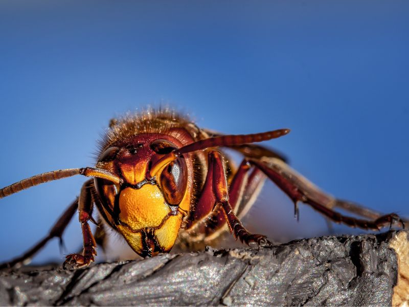 Avispa asiática Marbella